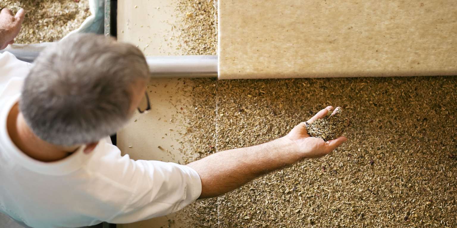 Mann hält eine Handvoll Kräuter über einem Tisch mit Kräutermaterialien.