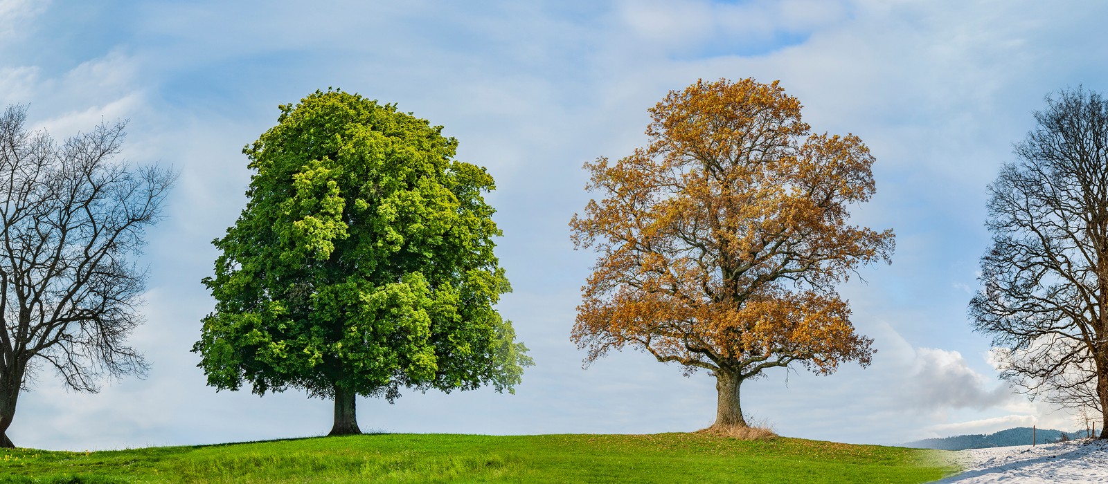 Zwei Bäume auf einer Wiese, einer grün und blühend, der andere braun und herbstlich.